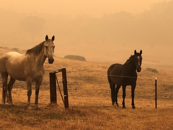 Equestrian Fire Relief Australia Fund (EFRA)